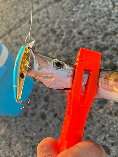 カマスの釣果