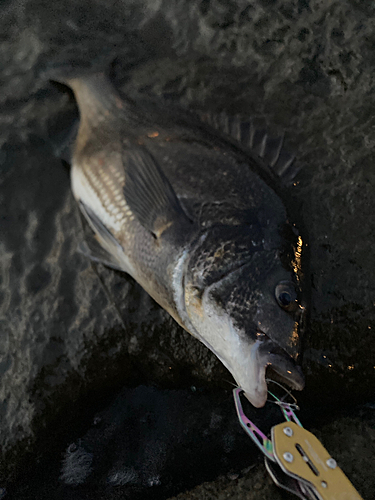 クロダイの釣果