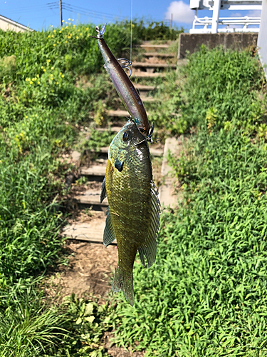 ブルーギルの釣果