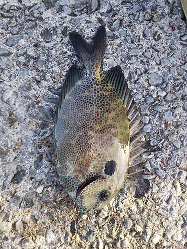 アイゴの釣果