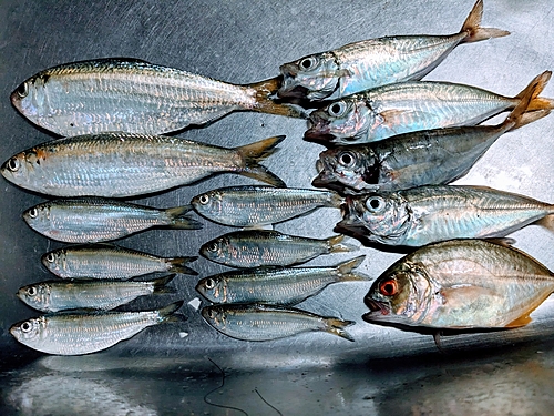 アジの釣果