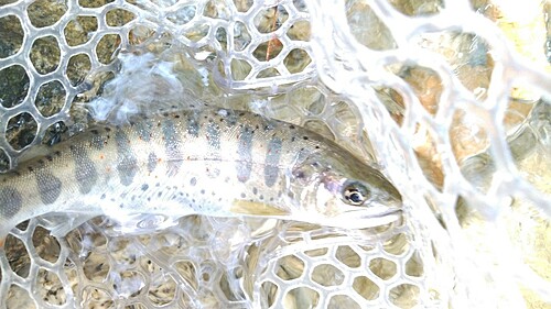 アマゴの釣果