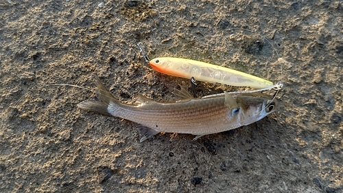 イナダの釣果