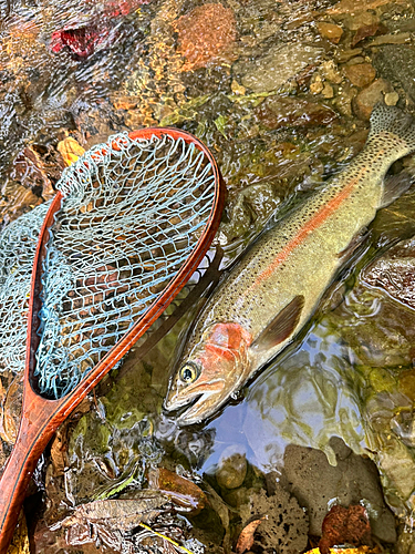 ニジマスの釣果