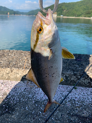 ネイリの釣果