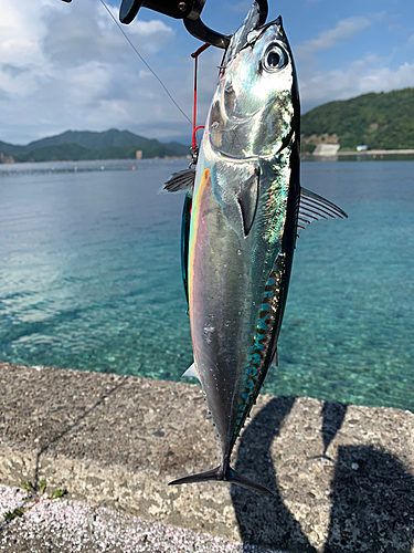 マルソウダの釣果