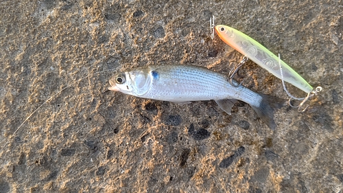 イナダの釣果