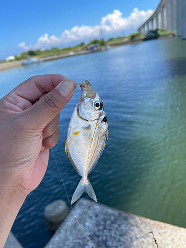 ウナギの釣果