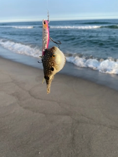 フグの釣果