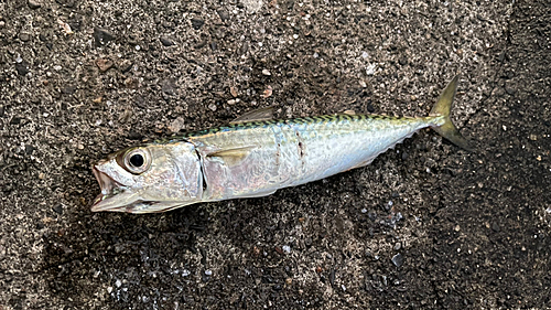 サバの釣果