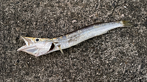 カマスの釣果