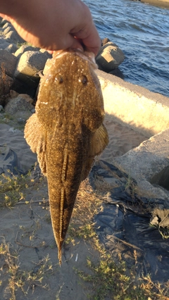 マゴチの釣果