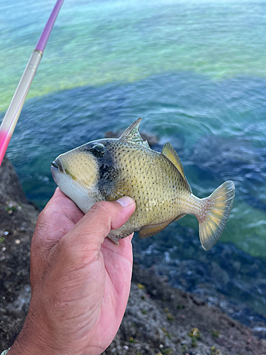 ゴマモンガラの釣果