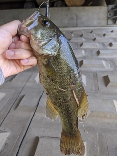 ラージマウスバスの釣果