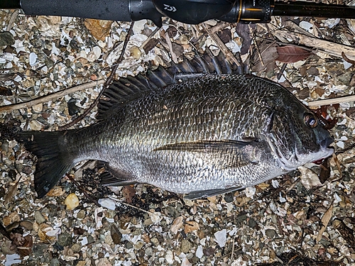 クロダイの釣果