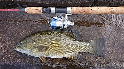 スモールマウスバスの釣果