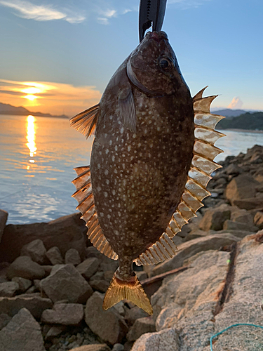 アイゴの釣果