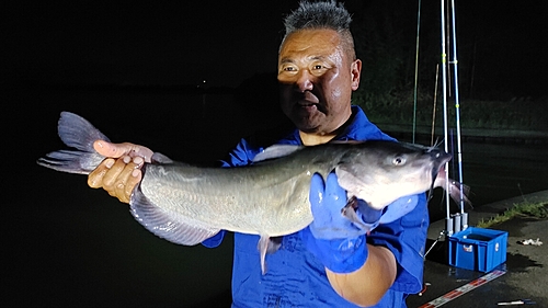 アメリカナマズの釣果