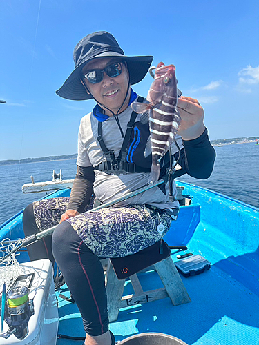 マハタの釣果