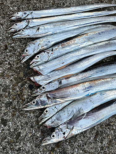 タチウオの釣果