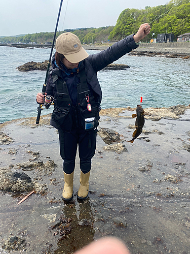 クロソイの釣果