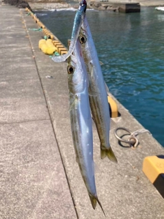 カマスの釣果