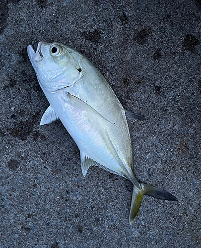 ミナミギンガメアジの釣果