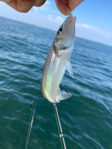 キスの釣果