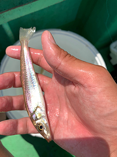 キスの釣果