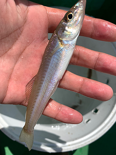 キスの釣果