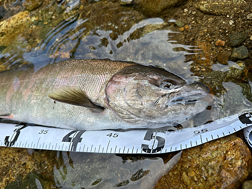 サクラマスの釣果