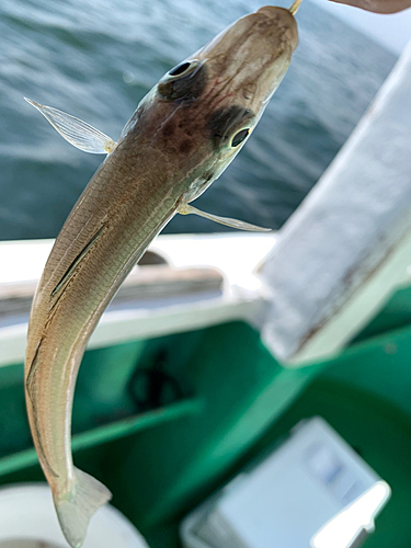 キスの釣果