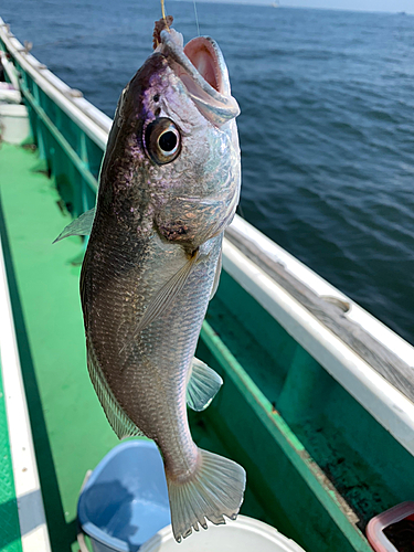 イシモチの釣果