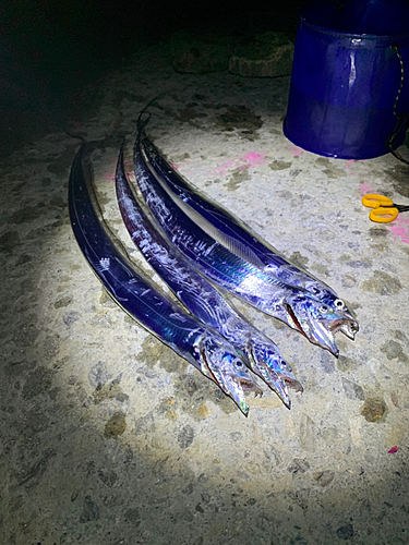 タチウオの釣果