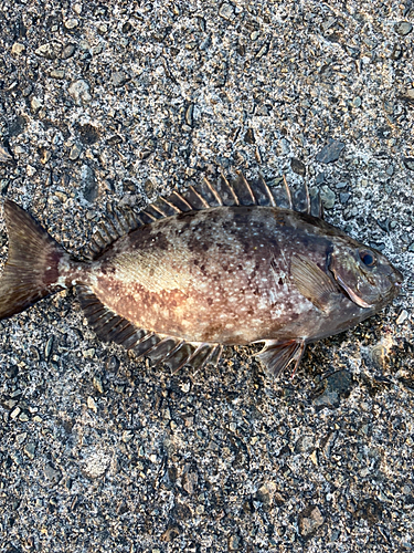 アイゴの釣果