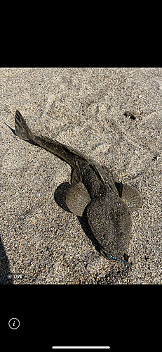 マゴチの釣果