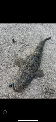 マゴチの釣果