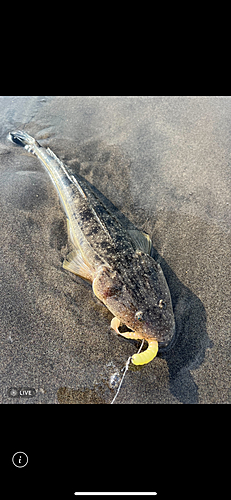 マゴチの釣果