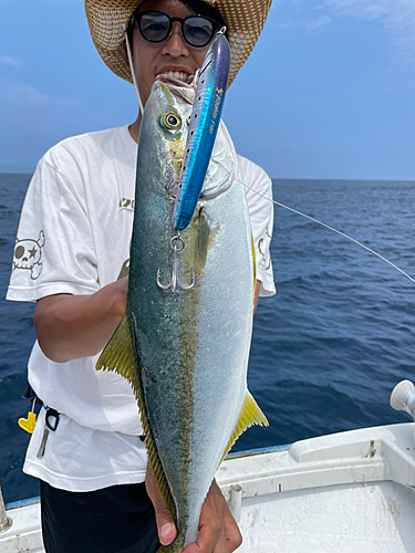 ヒラマサの釣果