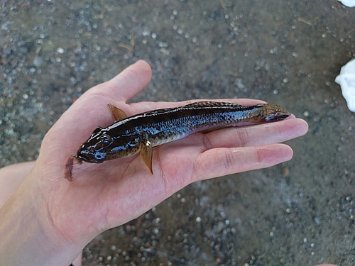 マハゼの釣果