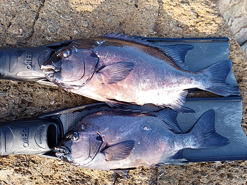 イシダイの釣果