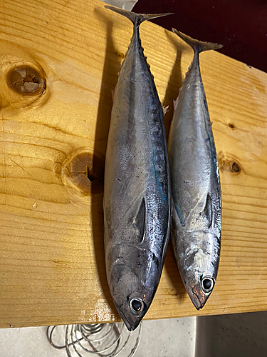 ソウダガツオの釣果