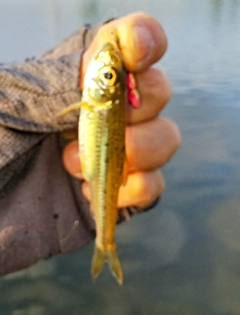 モロコの釣果