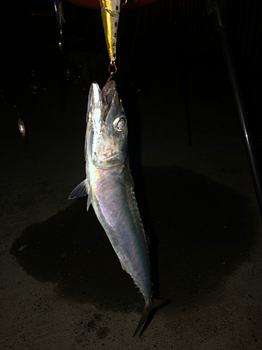 サバの釣果