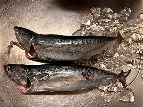 ソウダガツオの釣果