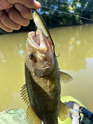 ラージマウスバスの釣果