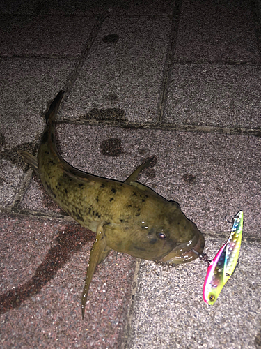 マハゼの釣果