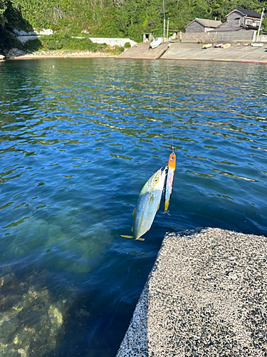 ワカシの釣果