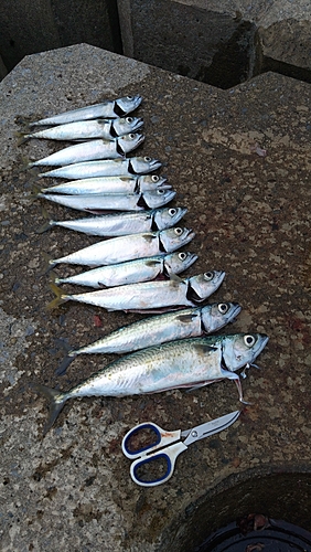 サバの釣果