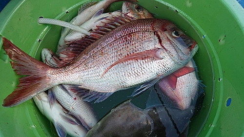 ハナダイの釣果